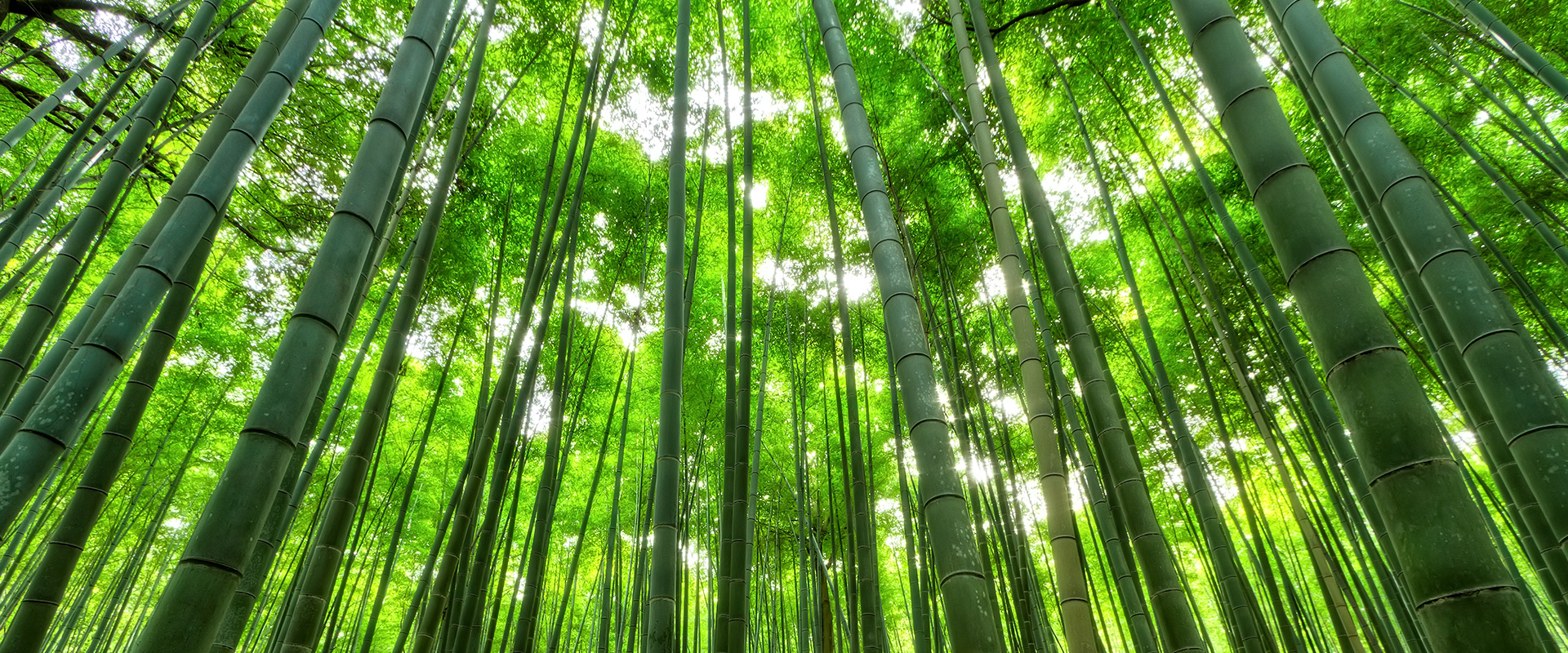 bamboo
