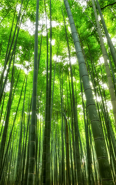 bamboo